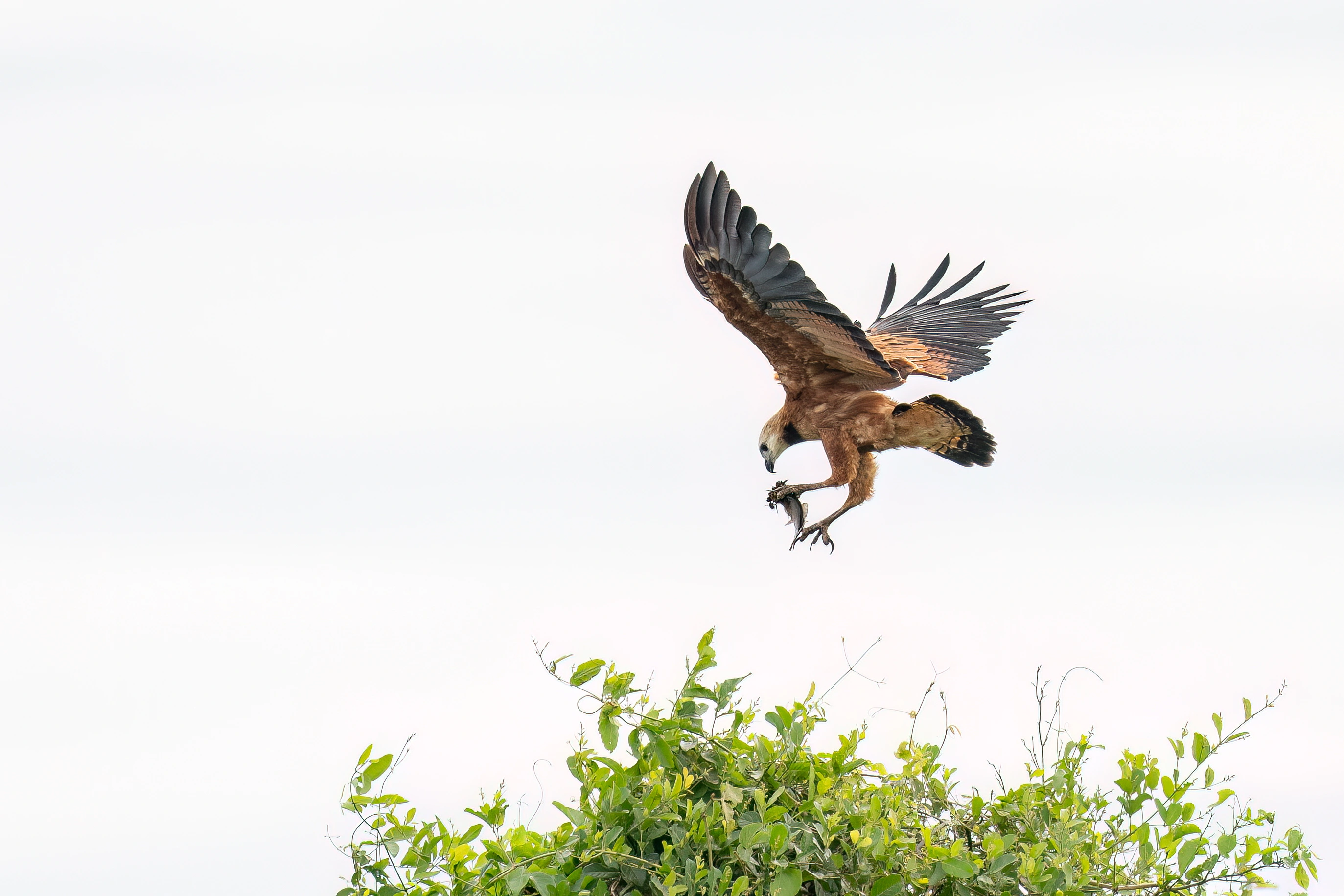 Pantanal Jaguar Expedition gallery image 1